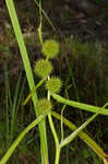 American bur-reed